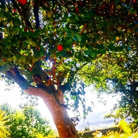 Casa Magnolia * Μπράγκα