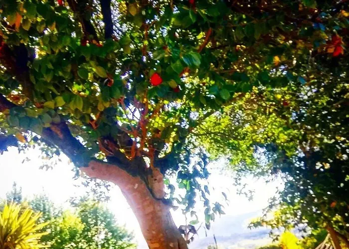 Casa Magnolia * 브라가